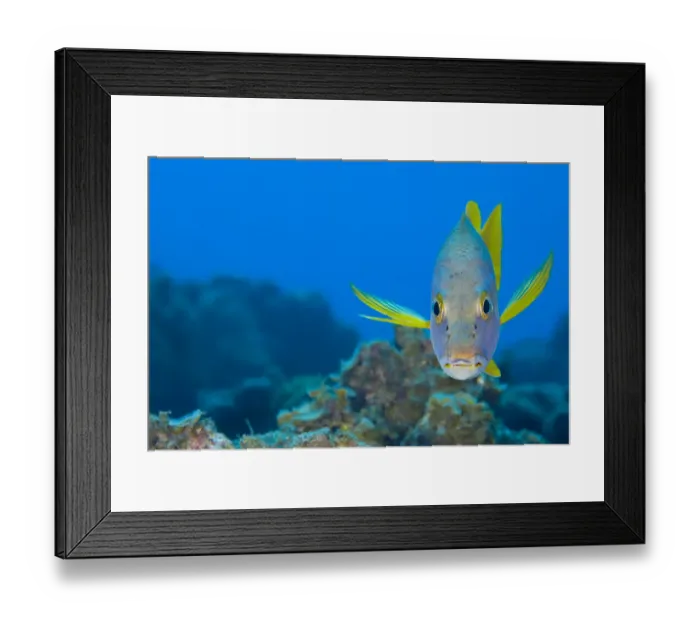 Framed Print : Schoolmaster snapper (Lutjanus apodus) above a coral reef, Georgetown, Grand Cayman Framed Print : Schoolmaster snapper (Lutjanus apodus) above a coral reef, Georgetown, Grand Cayman