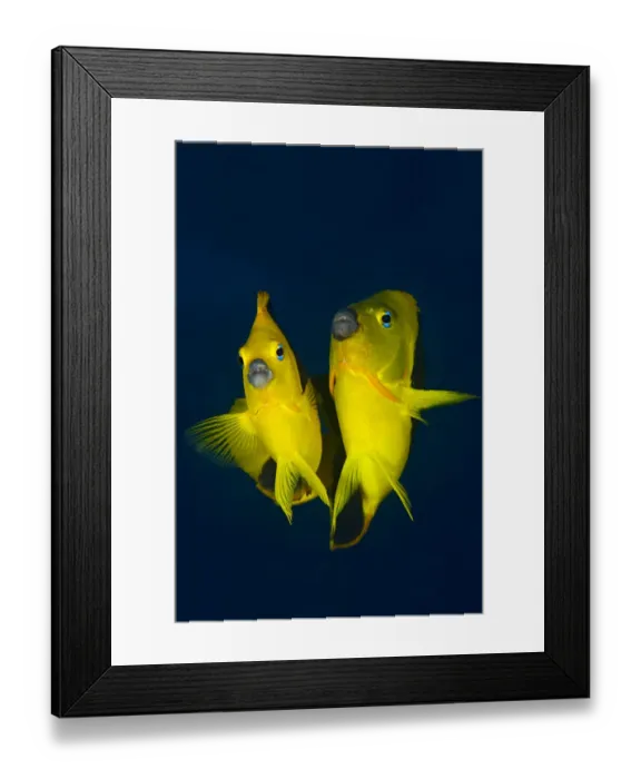 Framed Print : Rock beauty angelfish (Holacanthus tricolor) pair at dusk performing their courtship Framed Print : Rock beauty angelfish (Holacanthus tricolor) pair at dusk performing their courtship
