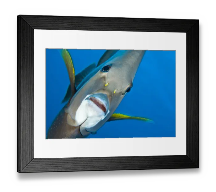Framed Print : Grey angelfish (Pomacanthus arcuatus) portrait, Georgetown, Grand Cayman, Cayman Islands Framed Print : Grey angelfish (Pomacanthus arcuatus) portrait, Georgetown, Grand Cayman, Cayman Islands