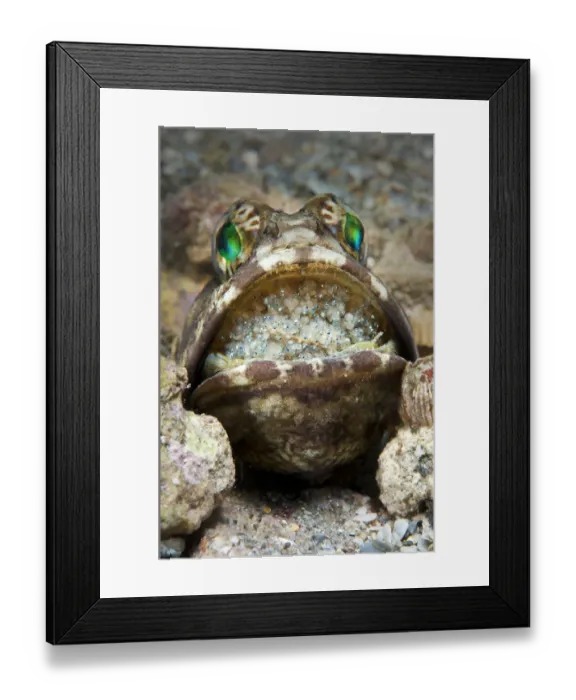 Framed Print : Banded jawfish (Opistognathus macrognathus) male incubating eggs in mouth, which Framed Print : Banded jawfish (Opistognathus macrognathus) male incubating eggs in mouth, which