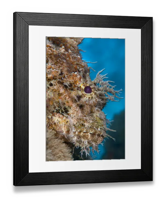 Framed Print : Spotted scorpionfish (Scorpaena plumieri) lying motionless and camouflaged in soft corals Framed Print : Spotted scorpionfish (Scorpaena plumieri) lying motionless and camouflaged in soft corals