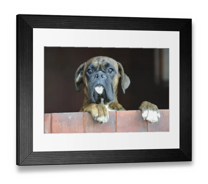 Framed Print : Boxer looking over closed door, standing on hind legs