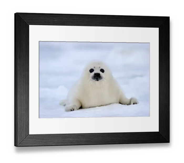 Framed Print : Portrait of Harp seal (Phoca groenlandicus) pup on sea ice, Magdalen Islands, Gulf of St Lawrence Framed Print : Portrait of Harp seal (Phoca groenlandicus) pup on sea ice, Magdalen Islands, Gulf of St Lawrence