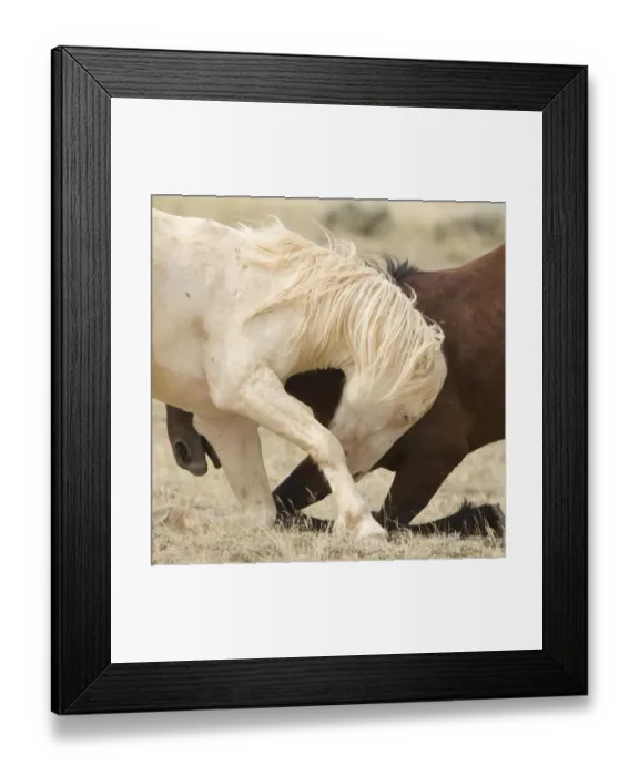 Framed Print : Mustang / wild horses, second year cremello colt Claro play fighting with bay, McCullough Peak herd Framed Print : Mustang / wild horses, second year cremello colt Claro play fighting with bay, McCullough Peak herd