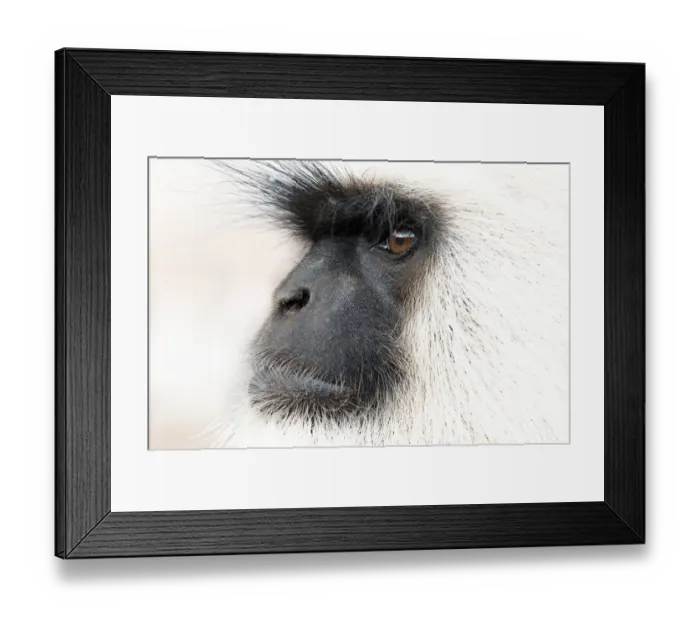 Framed Print : Southern plains grey langur ( Semnopithecus entellus / Presbytis entellus) close up face profile Framed Print : Southern plains grey langur ( Semnopithecus entellus / Presbytis entellus) close up face profile