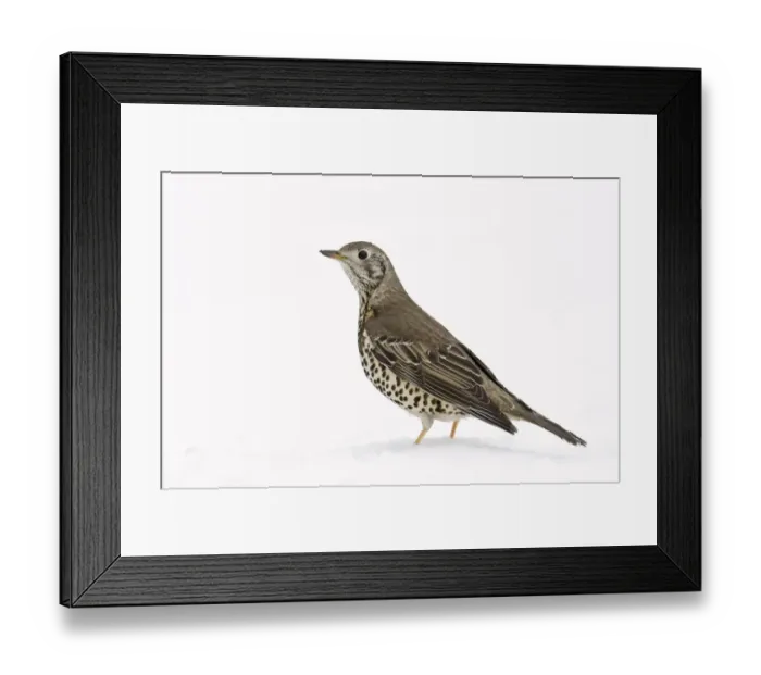 Framed Print : Mistle Thrush (Turdus viscivorus) in snow. Hertfordshire, England, UK, February Framed Print : Mistle Thrush (Turdus viscivorus) in snow. Hertfordshire, England, UK, February