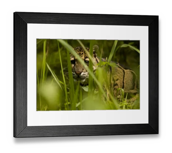 Framed Print : Clouded leopard (Neofelis nebulosa) Guwahati, Assam, India, captive Framed Print : Clouded leopard (Neofelis nebulosa) Guwahati, Assam, India, captive