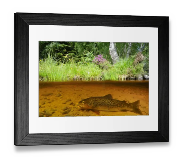 Framed Print : Brown trout (Salmo trutta) resting on river bed near the Aigas Field Studies Centre Framed Print : Brown trout (Salmo trutta) resting on river bed near the Aigas Field Studies Centre