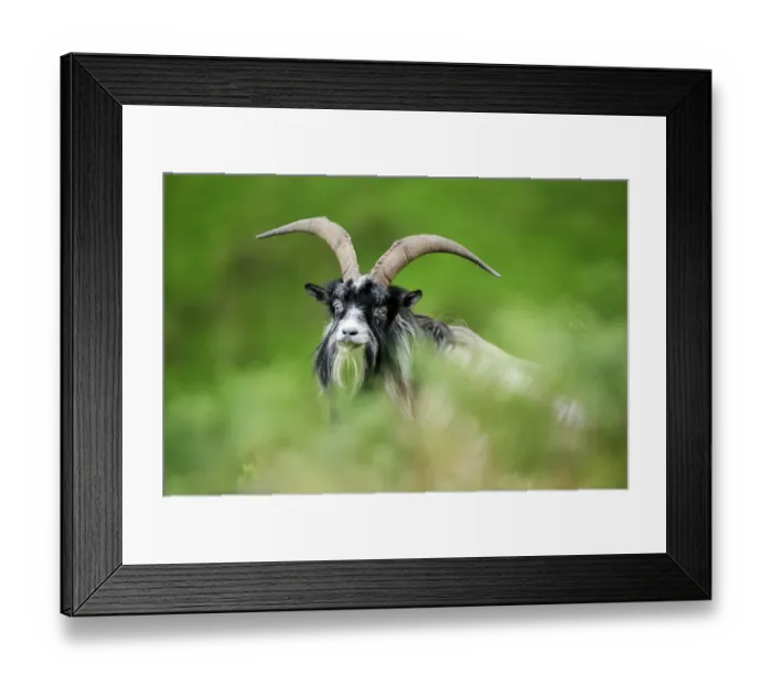 Framed Print : Feral Goat (Capra hircus) male, Inverness-shire, Scotland, July Framed Print : Feral Goat (Capra hircus) male, Inverness-shire, Scotland, July