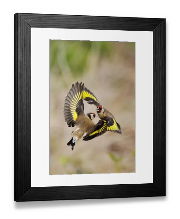 Framed Print : Goldfinches (Carduelis carduelis) squabbling near seed feeder in garden, Berwickshire Framed Print : Goldfinches (Carduelis carduelis) squabbling near seed feeder in garden, Berwickshire
