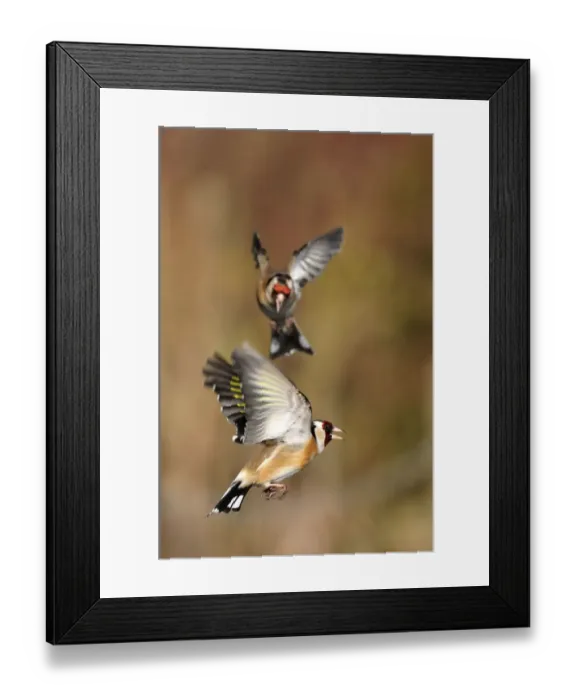 Framed Print : Goldfinches (Carduelis carduelis) squabbling near seed feeder, Berwickshire, Scotland Framed Print : Goldfinches (Carduelis carduelis) squabbling near seed feeder, Berwickshire, Scotland