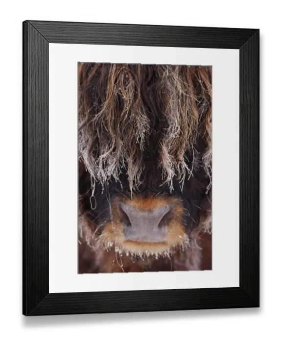 Framed Print : Highland bull (Bos taurus) face close up in freezing fog, Berwickshire Scotland, December Framed Print : Highland bull (Bos taurus) face close up in freezing fog, Berwickshire Scotland, December