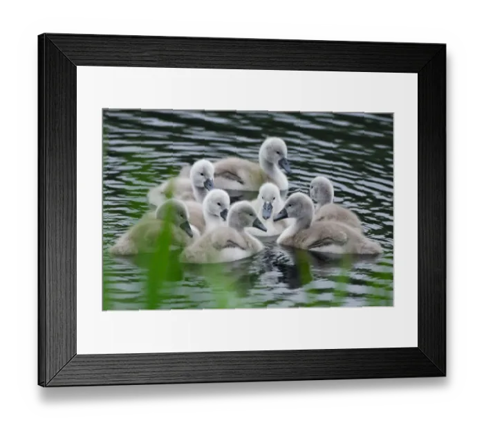 Framed Print : Mute swans (Cygnus olor) newly hatched cygnets on pond, Yetholm Loch Scottish Wildlife Framed Print : Mute swans (Cygnus olor) newly hatched cygnets on pond, Yetholm Loch Scottish Wildlife