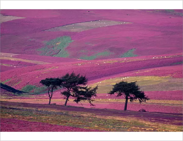 Row of Larch trees on flowering heather moorland, Lammermuir Hills, Berwickshire, Scotland