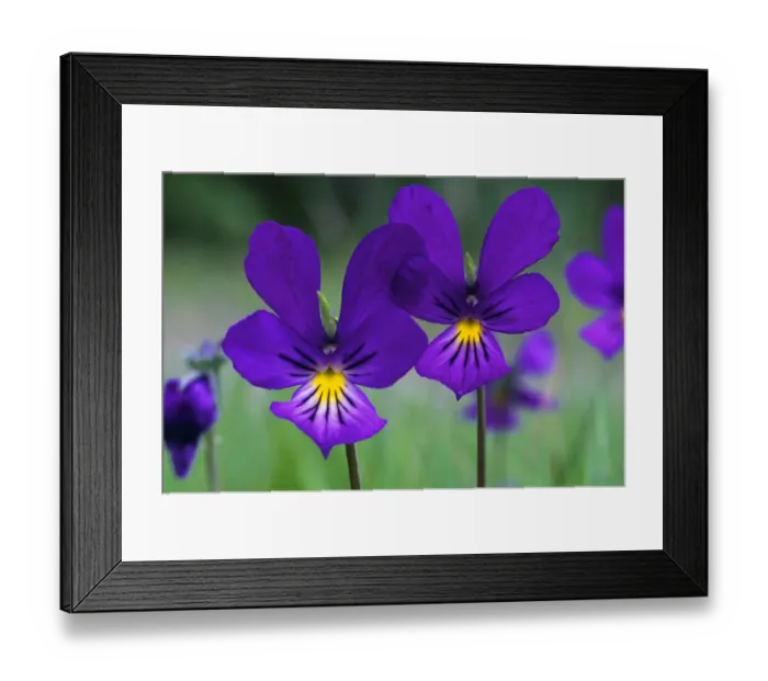 Framed Print : Mountain pansy (Viola lutea) flowers, Strathspey, Cairngorms National Park, Scotland Framed Print : Mountain pansy (Viola lutea) flowers, Strathspey, Cairngorms National Park, Scotland