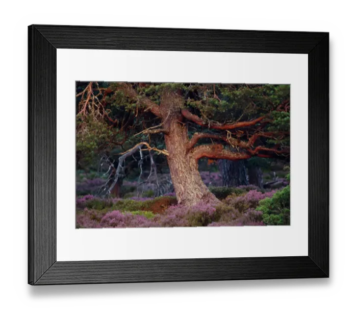 Framed Print : Scots pine (Pinus sylvestris) mature tree in evening light, Abernethy Forest RSPB Reserve Framed Print : Scots pine (Pinus sylvestris) mature tree in evening light, Abernethy Forest RSPB Reserve