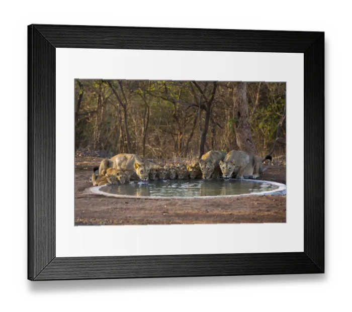 Framed Print : Asiatic lionesses and cubs (Panthera leo persica) drinking from pool, Gir Forest NP, Gujarat, India Framed Print : Asiatic lionesses and cubs (Panthera leo persica) drinking from pool, Gir Forest NP, Gujarat, India