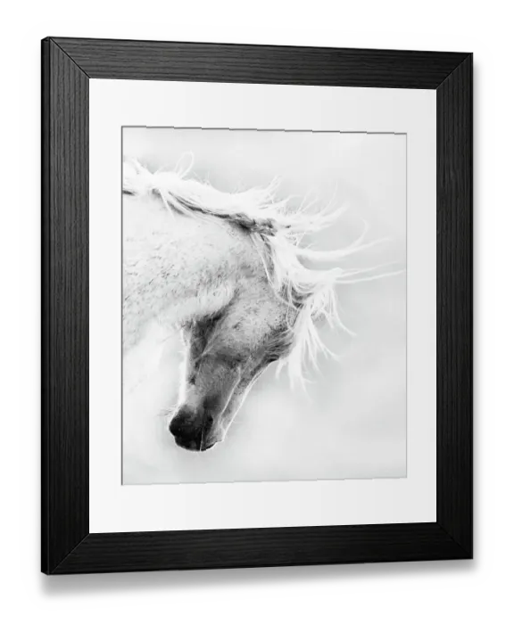 Framed Print : Wild Horse / Mustang shaking head and mane, Adobe Town Herd Area, southwestern Wyoming, USA, WINNER OF WILD HORSE SECTION, EQUINE IDEAL PHOTOGRAPHY CONTEST 2012 Framed Print : Wild Horse / Mustang shaking head and mane, Adobe Town Herd Area, southwestern Wyoming, USA, WINNER OF WILD HORSE SECTION, EQUINE IDEAL PHOTOGRAPHY CONTEST 2012