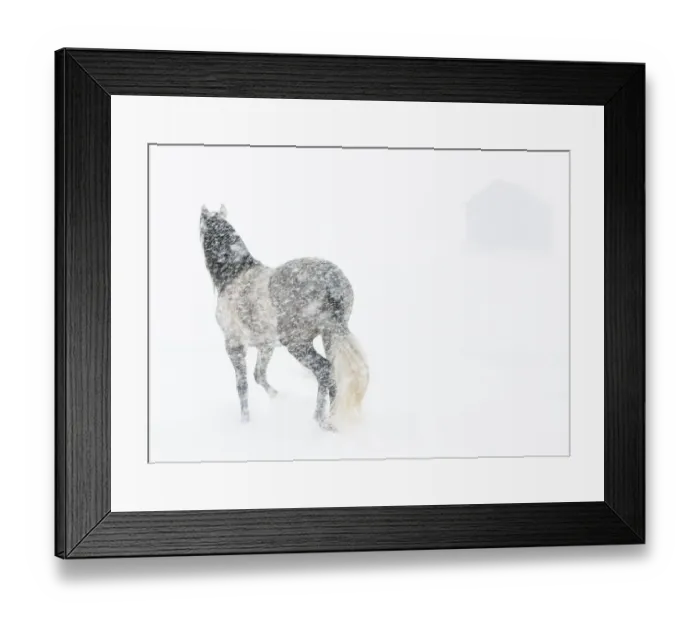Framed Print : Horse in snow storm with shed in background, USA Framed Print : Horse in snow storm with shed in background, USA