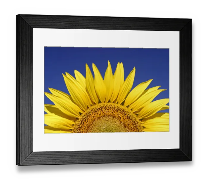 Framed Print : Sunflower (Helianthus annuus) Spain Framed Print : Sunflower (Helianthus annuus) Spain