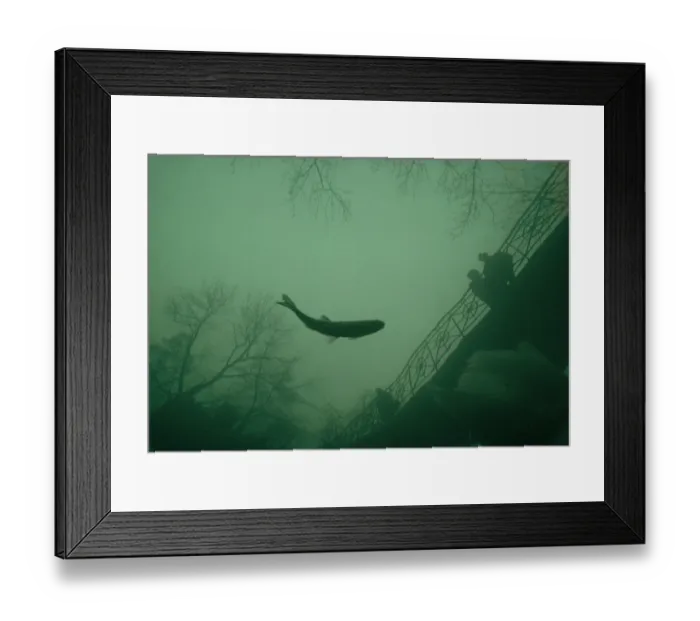 Framed Print : Looking down at Chubb (Leuciscus cephalus) at surface with reflection of bridge, Rhine River Framed Print : Looking down at Chubb (Leuciscus cephalus) at surface with reflection of bridge, Rhine River