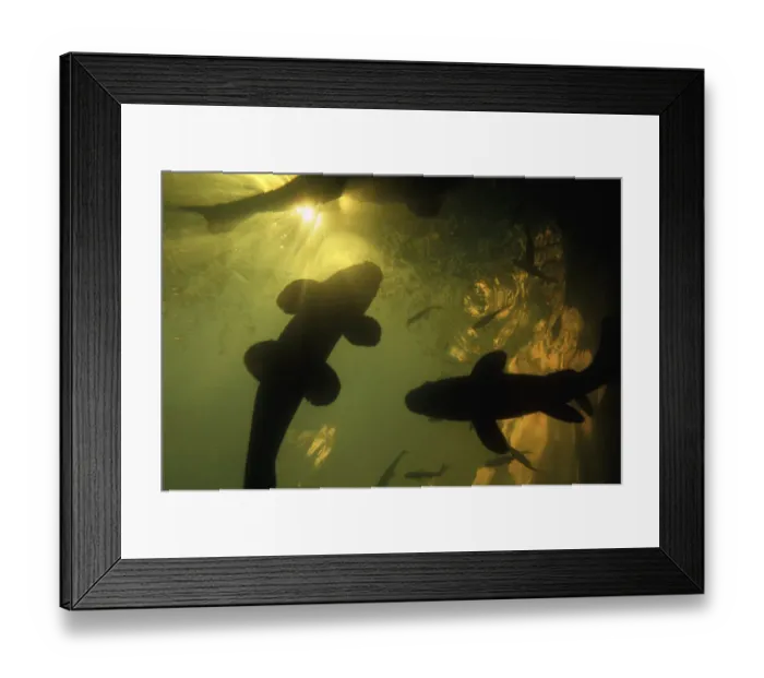 Framed Print : Tench (Tinca tinca) on the surface of a turbid marsh pond, with Rudd (Scardinius Framed Print : Tench (Tinca tinca) on the surface of a turbid marsh pond, with Rudd (Scardinius