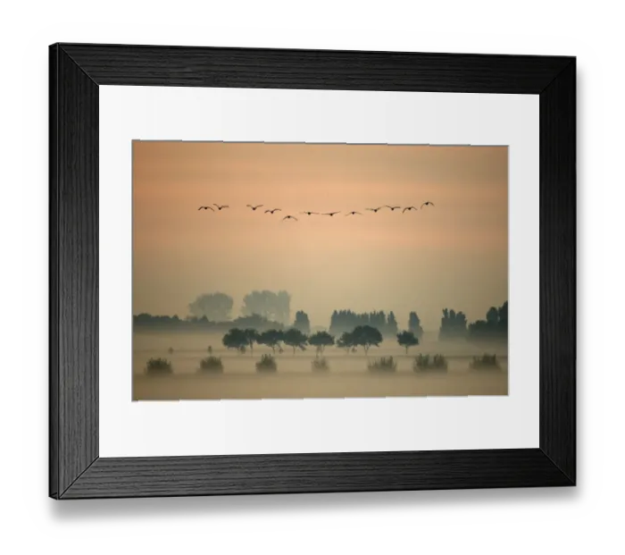 Framed Print : A flock of Greylag Goose (Anser anser) flying in formation above misty fields. The Netherlands Framed Print : A flock of Greylag Goose (Anser anser) flying in formation above misty fields. The Netherlands