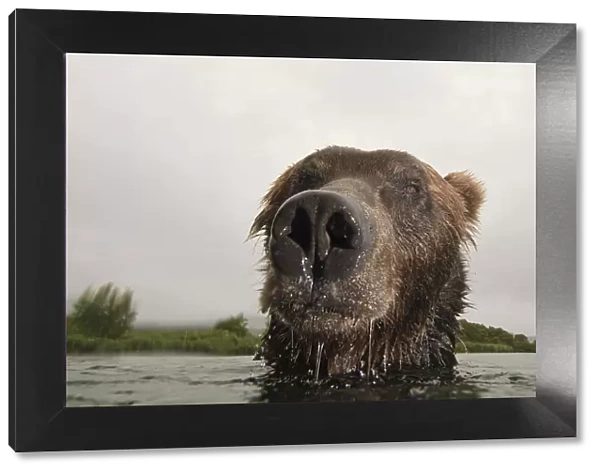 Close-up of Brown bear (Ursus arctos) in lake, Kamchatka, Far east Russia, August
