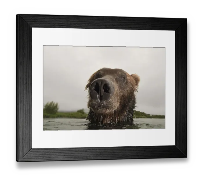 Framed Print : Close-up of Brown bear (Ursus arctos) in lake, Kamchatka, Far east Russia, August Framed Print : Close-up of Brown bear (Ursus arctos) in lake, Kamchatka, Far east Russia, August