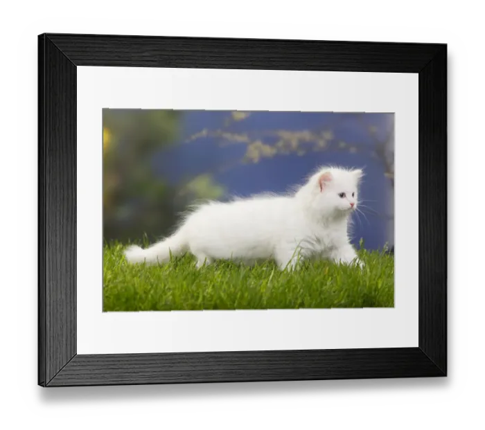 Framed Print : Siberian forest cat kitten walking, 7 weeks, white coat Framed Print : Siberian forest cat kitten walking, 7 weeks, white coat