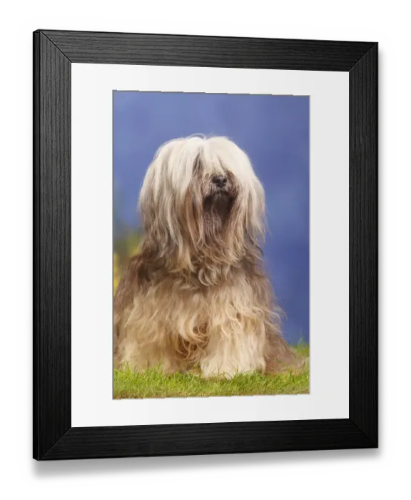 Framed Print : Tibetan terrier, sitting, portrait Framed Print : Tibetan terrier, sitting, portrait