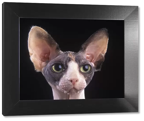 Domestic cat, Sphynx, Canadian hairless, head portrait