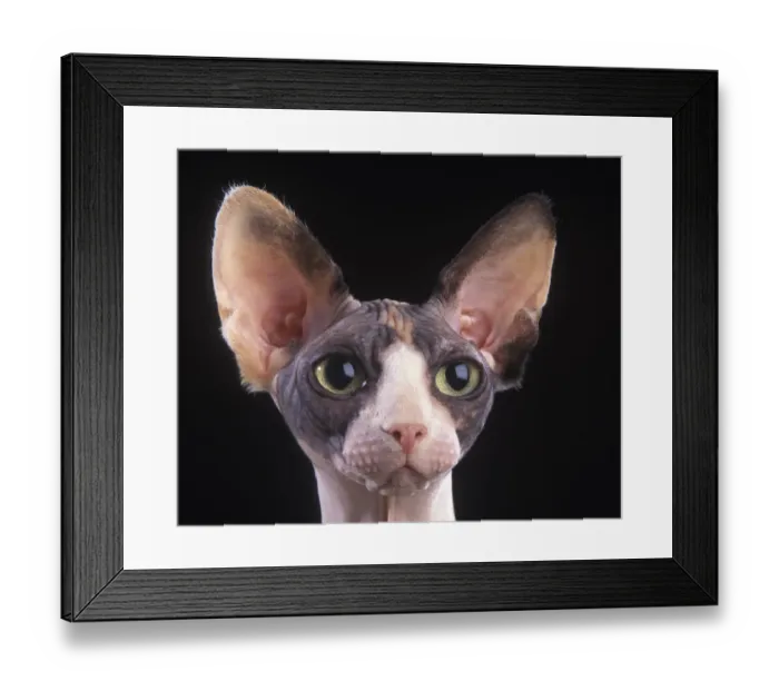 Framed Print : Domestic cat, Sphynx, Canadian hairless, head portrait Framed Print : Domestic cat, Sphynx, Canadian hairless, head portrait