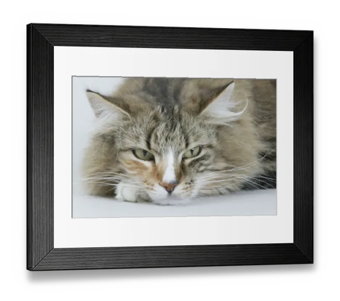 Framed Print : Domestic cat, Norwegian Forest / Skogkatt / Skaukatt / Weegie, tortoiseshell longhaired Framed Print : Domestic cat, Norwegian Forest / Skogkatt / Skaukatt / Weegie, tortoiseshell longhaired