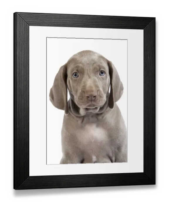 Framed Print : Domestic dog, Weimaraner, puppy, studio portrait Framed Print : Domestic dog, Weimaraner, puppy, studio portrait