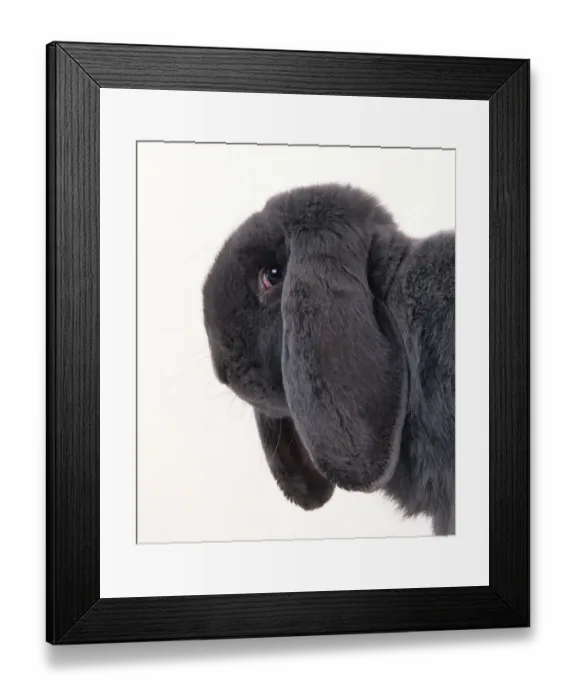 Framed Print : Domestic rabbit, French Lop, Blue, young male, 6 months, studio portrait Framed Print : Domestic rabbit, French Lop, Blue, young male, 6 months, studio portrait