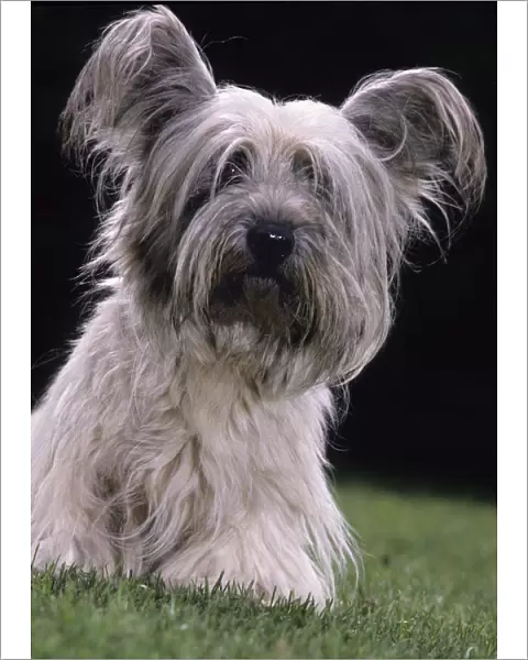 Domestic dog, Skye Terrier, portrait