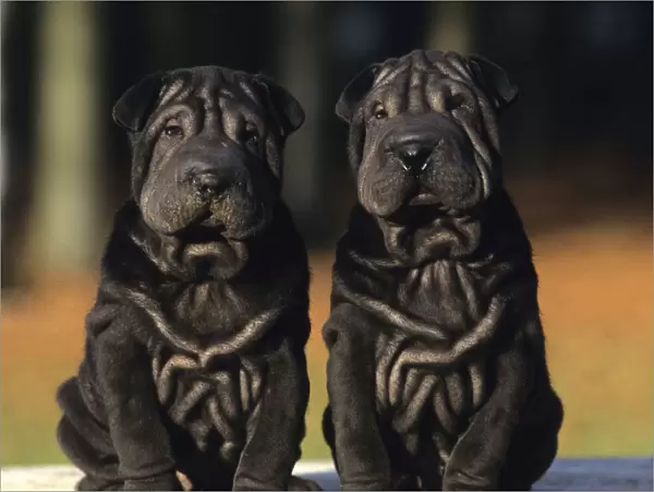 Domestic dog, Shar Pei  /  Chinese fighting dog, two black puppies