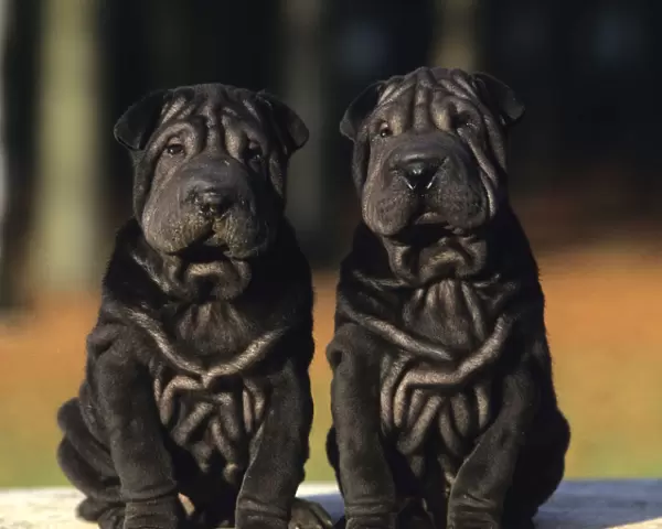 Domestic dog, Shar Pei  /  Chinese fighting dog, two black puppies