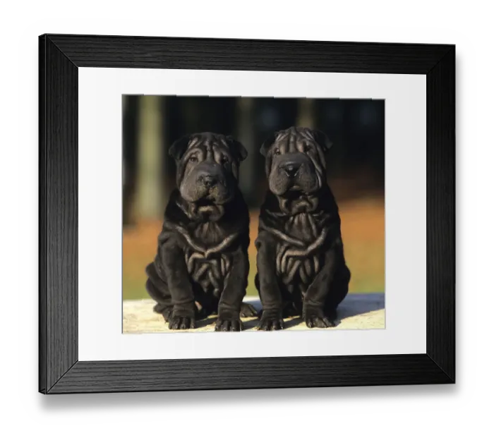 Framed Print : Domestic dog, Shar Pei / Chinese fighting dog, two black puppies Framed Print : Domestic dog, Shar Pei / Chinese fighting dog, two black puppies
