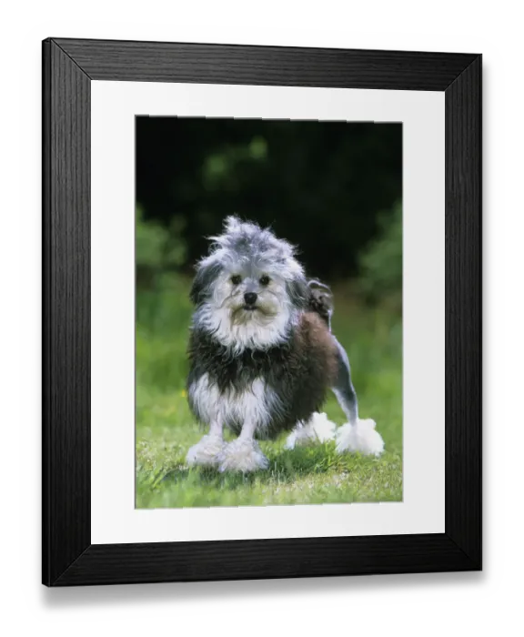 Framed Print : Lowchen / Little Lion dog, black and white, partially shaved, portrait in garden, France Framed Print : Lowchen / Little Lion dog, black and white, partially shaved, portrait in garden, France