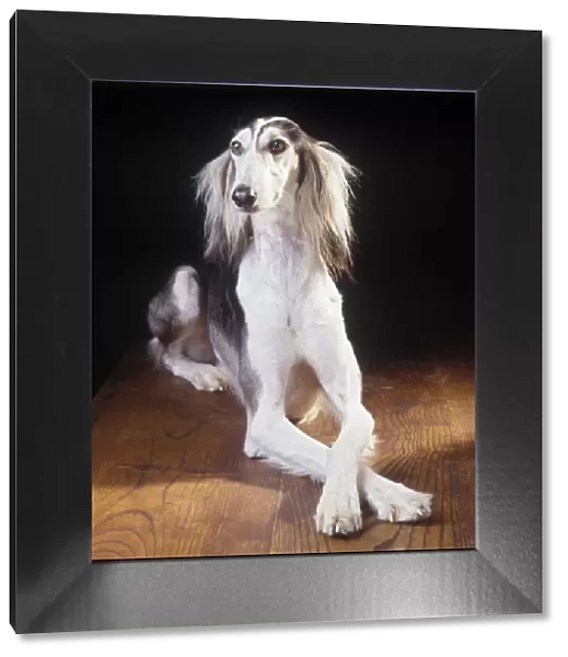 Domestic dog, Saluki  /  Arabian Hound  /  Gazelle Hound  /  Persian Greyhound, studio portrait