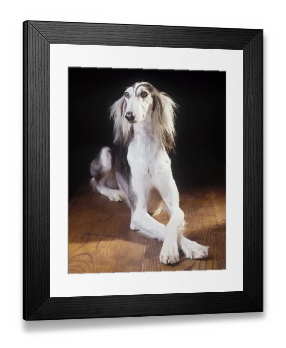 Framed Print : Domestic dog, Saluki / Arabian Hound / Gazelle Hound / Persian Greyhound, studio portrait Framed Print : Domestic dog, Saluki / Arabian Hound / Gazelle Hound / Persian Greyhound, studio portrait