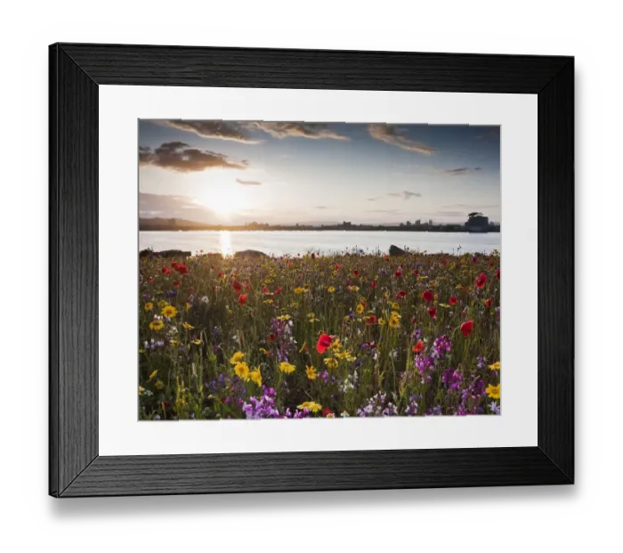 Framed Print : Cardiff Bay in the evening, with meadow flowers on the Barrage. Cardiff, Wales, July 2011 Framed Print : Cardiff Bay in the evening, with meadow flowers on the Barrage. Cardiff, Wales, July 2011