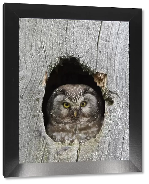 Tengmalms  /  Boreal owl (Aegolius funereus) looking out of hole in tree, Kuusamo