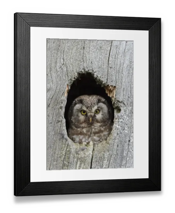 Framed Print : Tengmalms / Boreal owl (Aegolius funereus) looking out of hole in tree, Kuusamo Framed Print : Tengmalms / Boreal owl (Aegolius funereus) looking out of hole in tree, Kuusamo