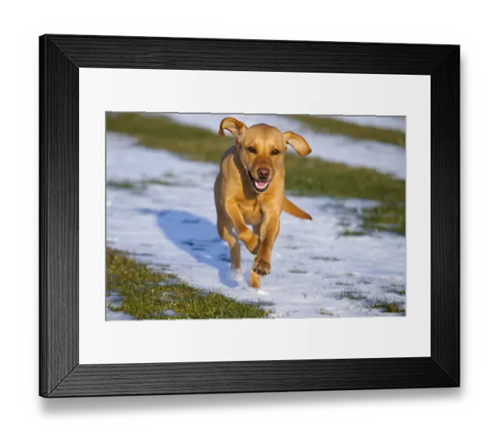 Framed Print : Yellow Labrador running in snow, UK Framed Print : Yellow Labrador running in snow, UK