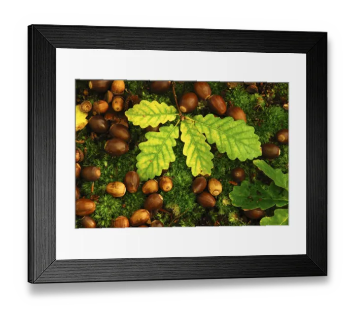 Framed Print : English oak tree (Quercus robur) fallen acorns and leaves on a bed of moss, Oxfordshire