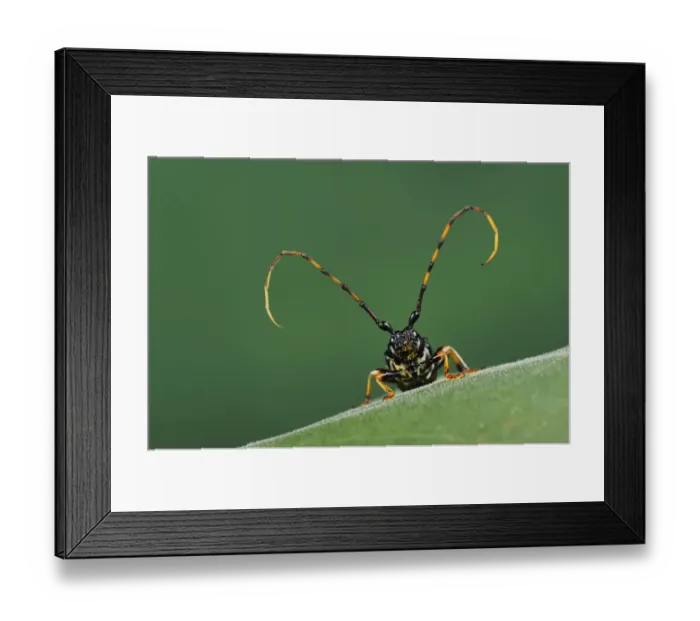 Framed Print : Long-jawed longhorn beetle (Trachyderes mandibularis) close up head portrait, Dinero Framed Print : Long-jawed longhorn beetle (Trachyderes mandibularis) close up head portrait, Dinero