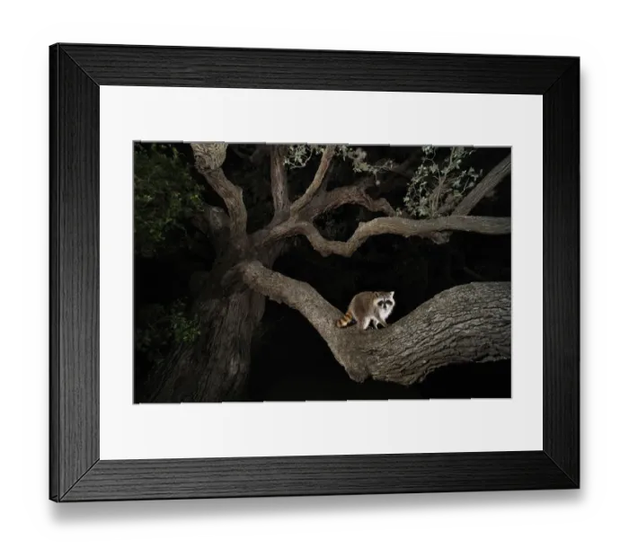 Framed Print : Northern raccoon (Procyon lotor) young at night climbing live Oak tree (Quercus virginiana) Dinero Framed Print : Northern raccoon (Procyon lotor) young at night climbing live Oak tree (Quercus virginiana) Dinero